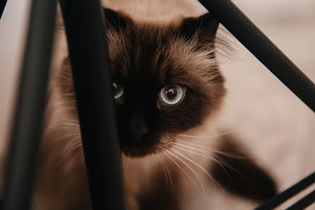 Fotografo di matrimoni Alena Torbenko (alenatorbenko). Foto del 27 marzo 2019