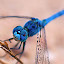 Dragonfly Pop Wallpaper HD New Tab Theme