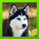 Download Siberian Husky For PC Windows and Mac 1.3