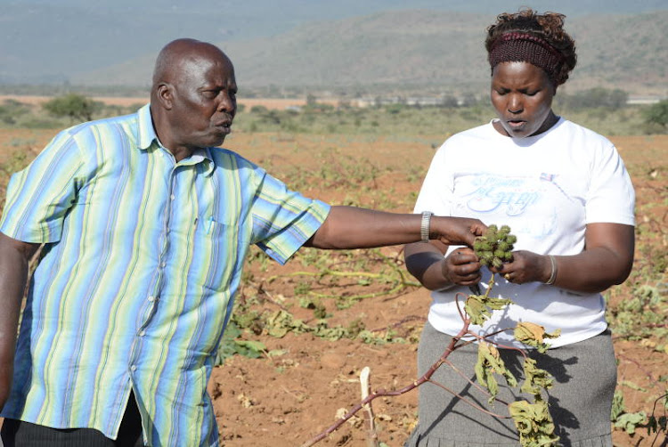 Farmers at the Utheri Wa Lari farm in Mai Mahiu assess the damaged caused by armed youths who attacked on Monday, February 24, 2020