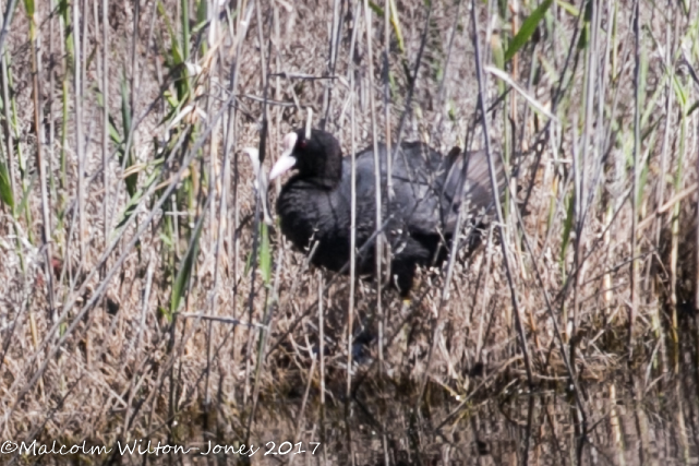 Coot; Focha Común