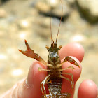 Crayfish