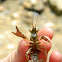 Crayfish