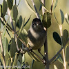 Blackcap; Curruca Capirotada