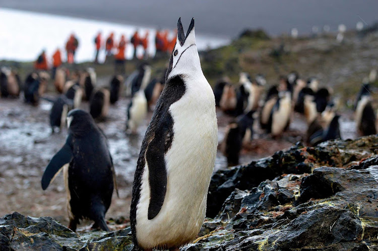 A chinstrap penguin seen on a shore excursion to Antarctica.