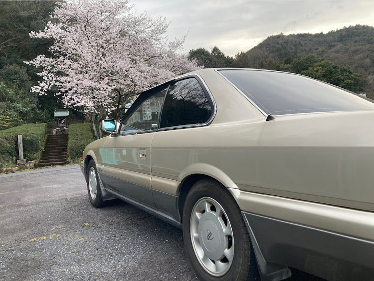 レパードの桜とコラボ・F31レパード・日産レパード・桜・桜と愛車に関するカスタム事例の投稿画像1枚目