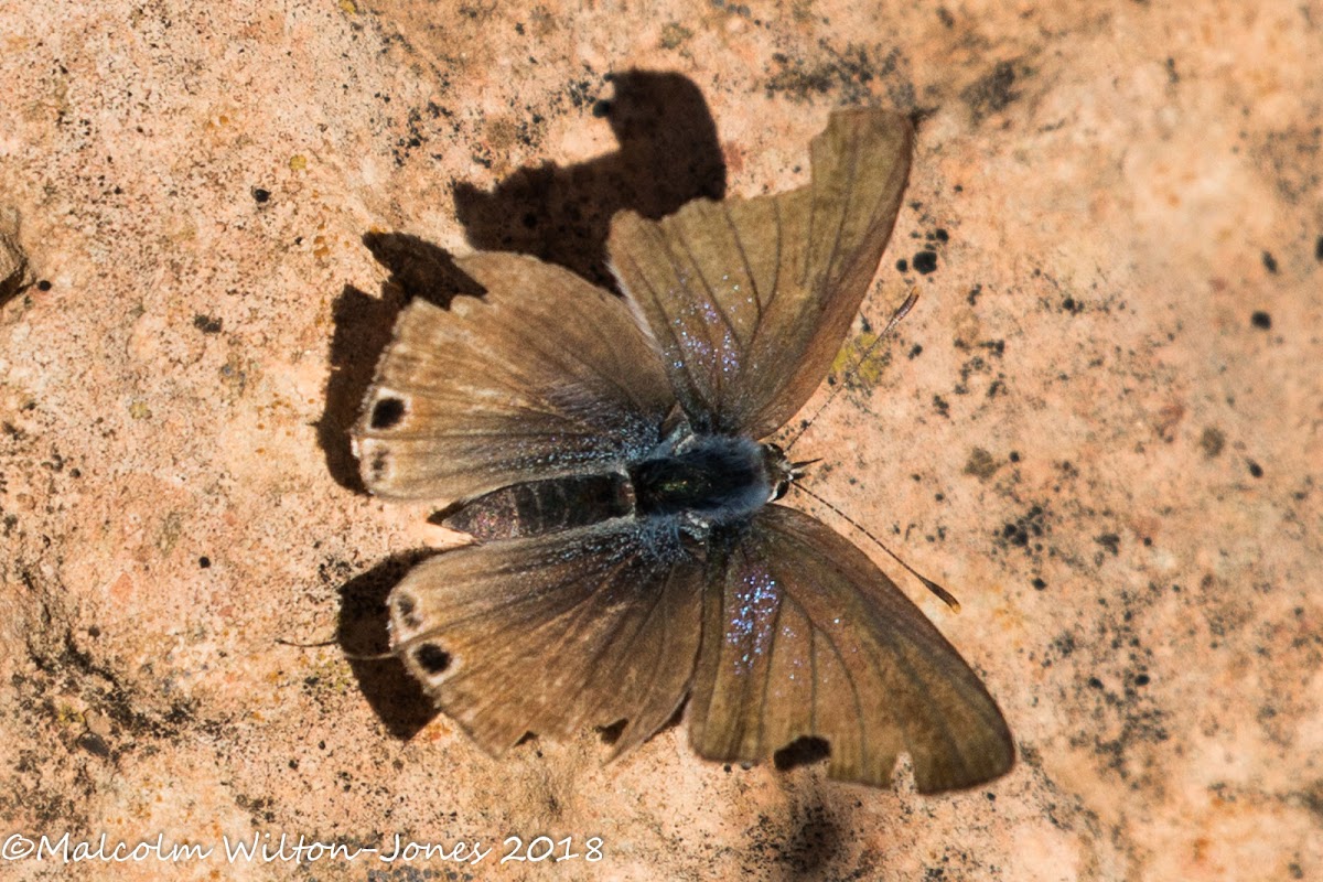 Lang's Short-tailed Blue