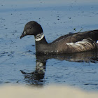 Brant(pacific)