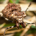 Boxer Bark Mantis