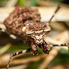 Boxer Bark Mantis