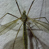 Crane Fly, female and male