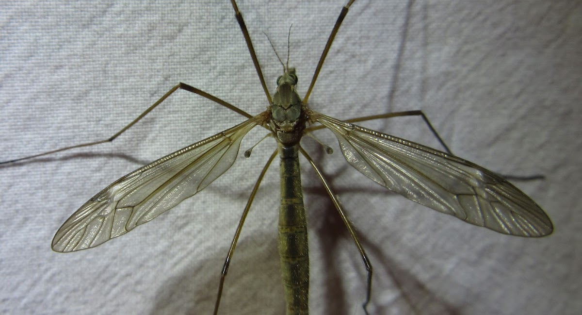 Crane Fly, female and male