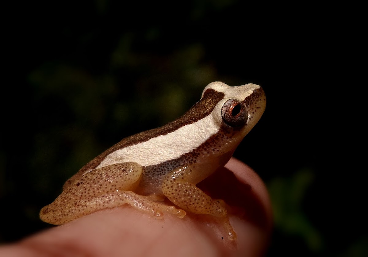 Treefrog