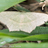 Emerald moth