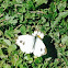 Cabbage Butterfly