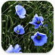 Download Spring Flowers Live Wallpaper For PC Windows and Mac 1.2