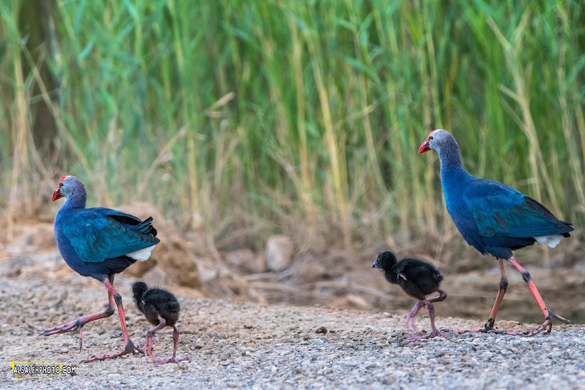 Grey-headed Swamphen.