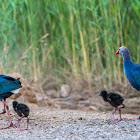 Grey-headed Swamphen.