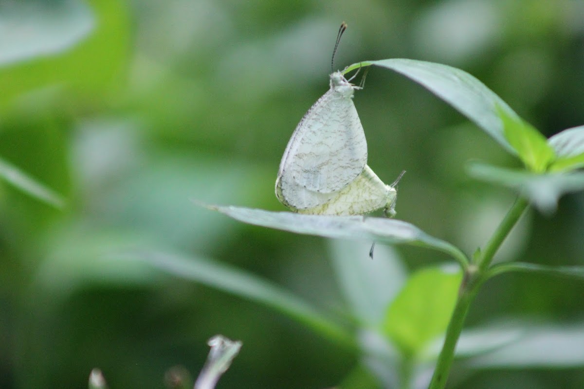 Psyche (Mating)