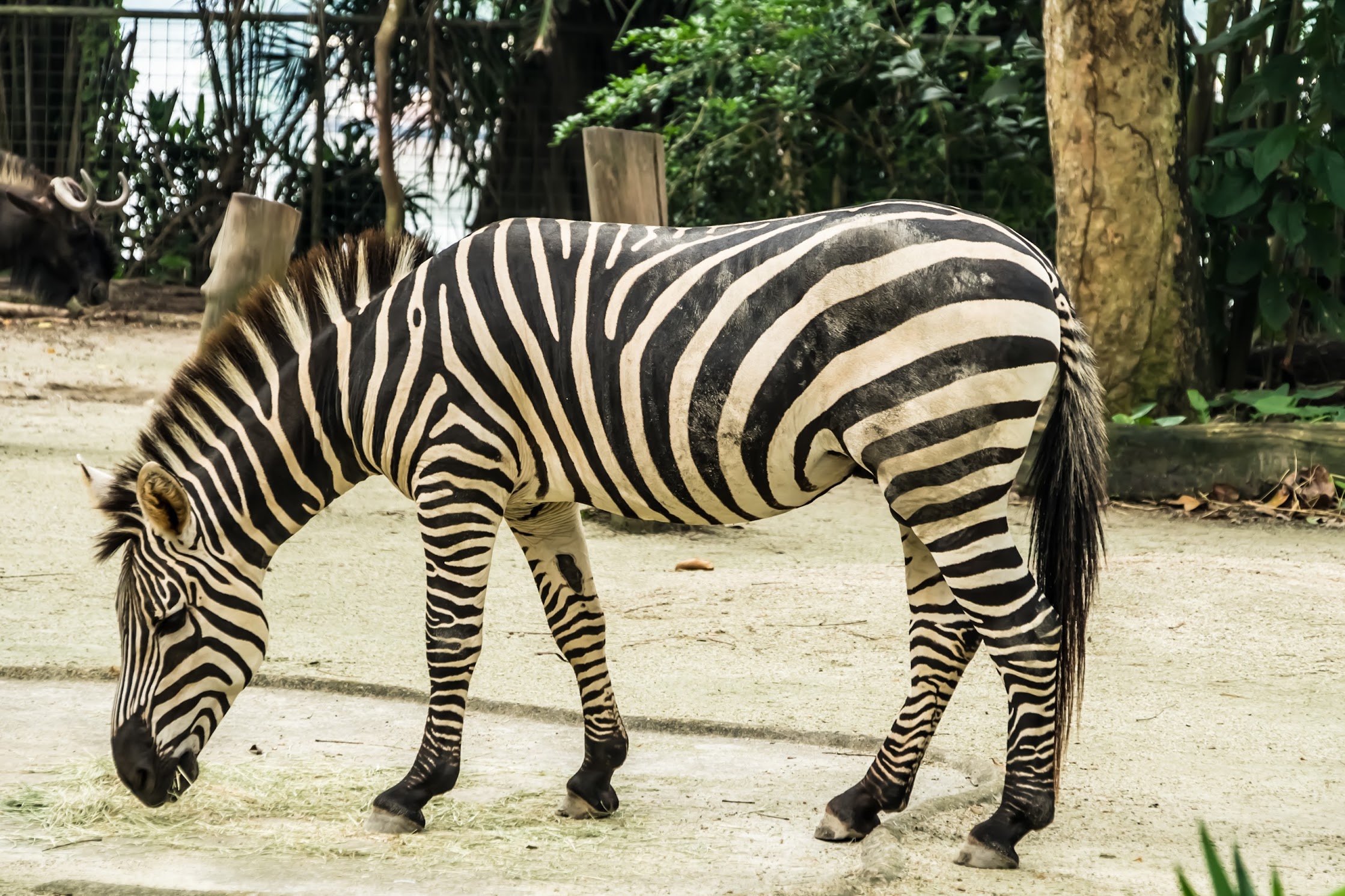 Singapore Zoo Zebra