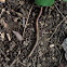 Common Earthworm