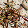 Sandhill Clubtail Dragonfly