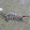 Fir Tussock Moth