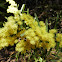 Brisbane Golden Wattle (aka Fringed Wattle)