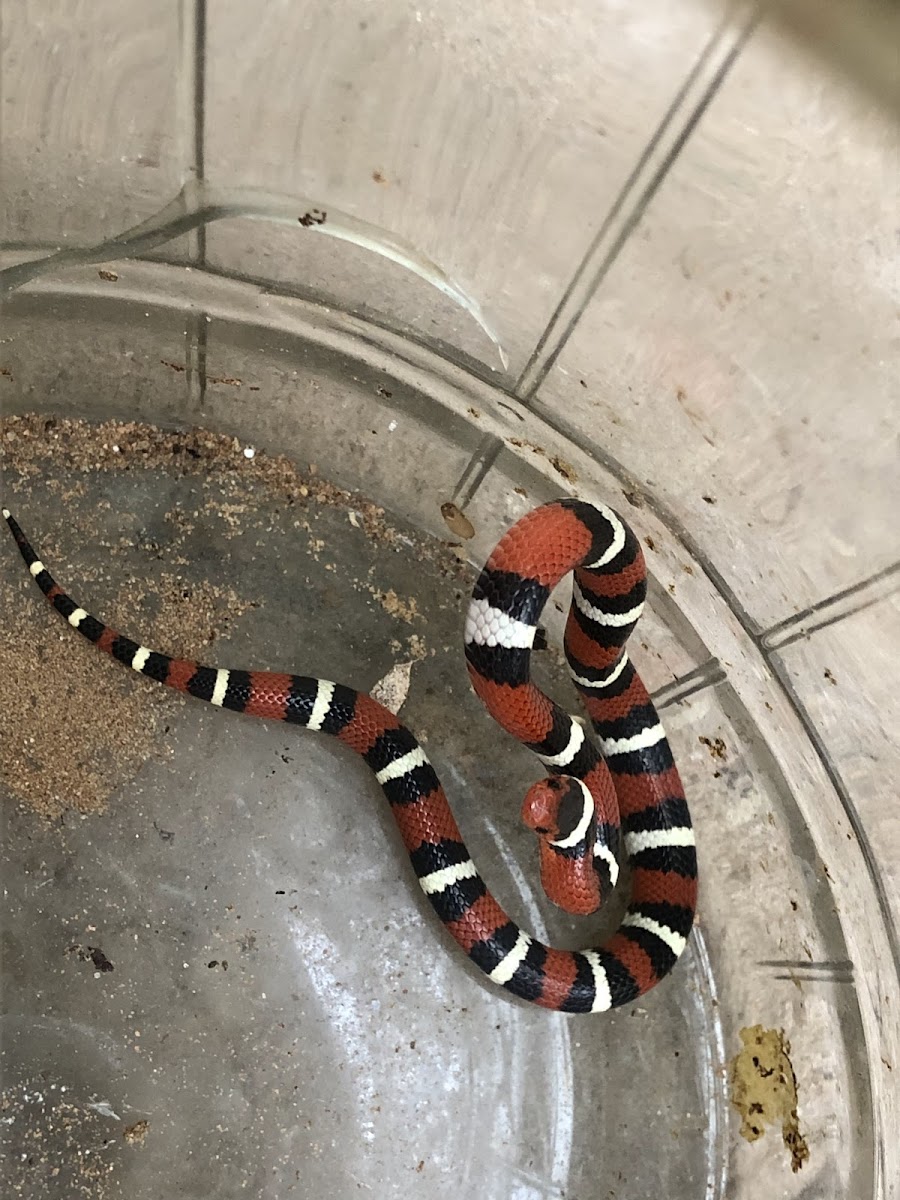 Scarlet Kingsnake