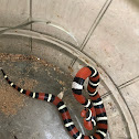 Scarlet Kingsnake