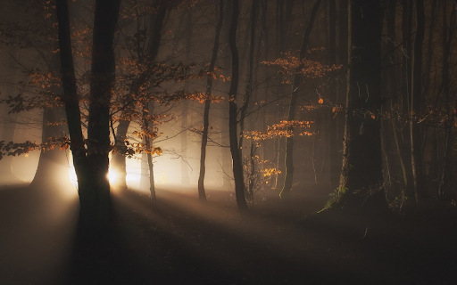 Light Through the Woods screenshot 1