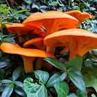 Jack-o'-Lantern Mushroom