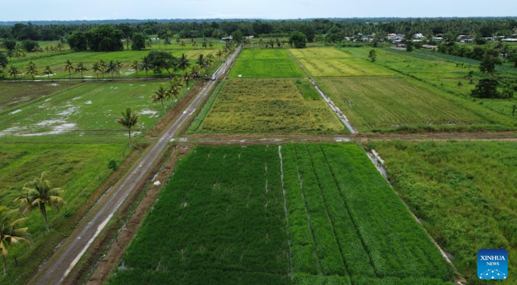 An aerial drone photo shows rice fields in Nausori, Fiji, March 13, 2024.