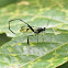 Pelecinid Wasp