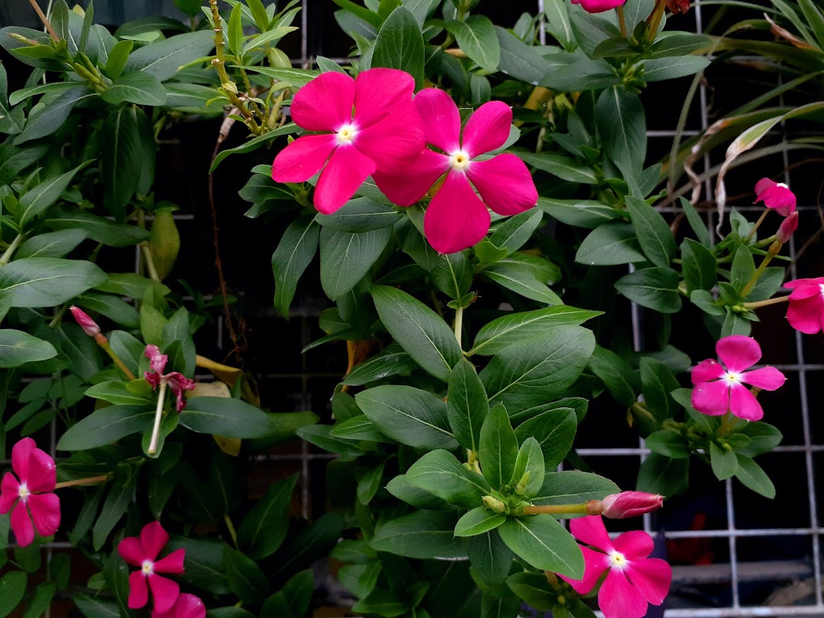 Madagascar Periwinkle