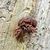 Chocolate Tube Slime Mold