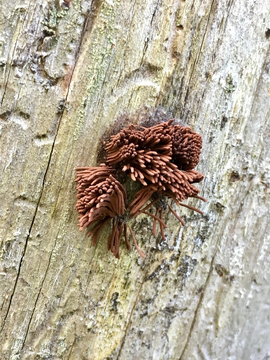 Chocolate Tube Slime Mold