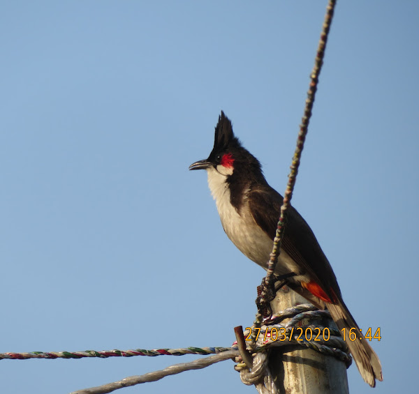 Red-whiskered bulbul - Wikipedia