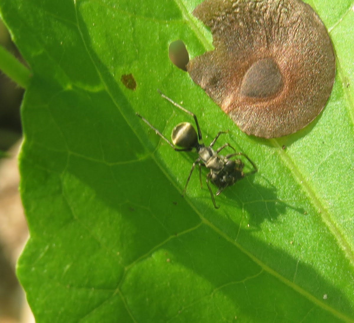 Ant-mimic Spider