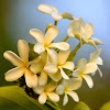 Tellicherry tree, Conessi bark, Indrajao, Ester tree, Ivory tree, Bitter Oleander