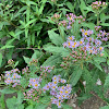 Fading Himalayan Aster