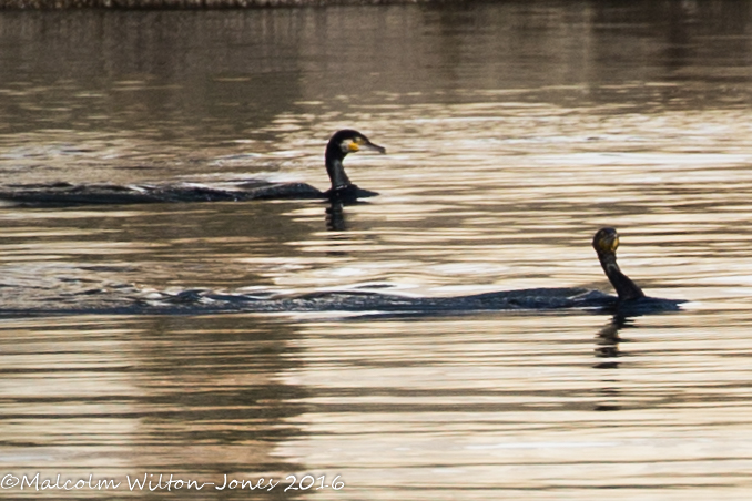 Cormorant; Cormorán Grande