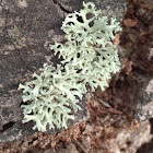 Reindeer Lichen