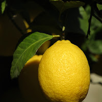 Limone di Amalfi  di 