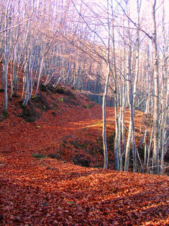 Sentieri d'autunno di federicofotoC.