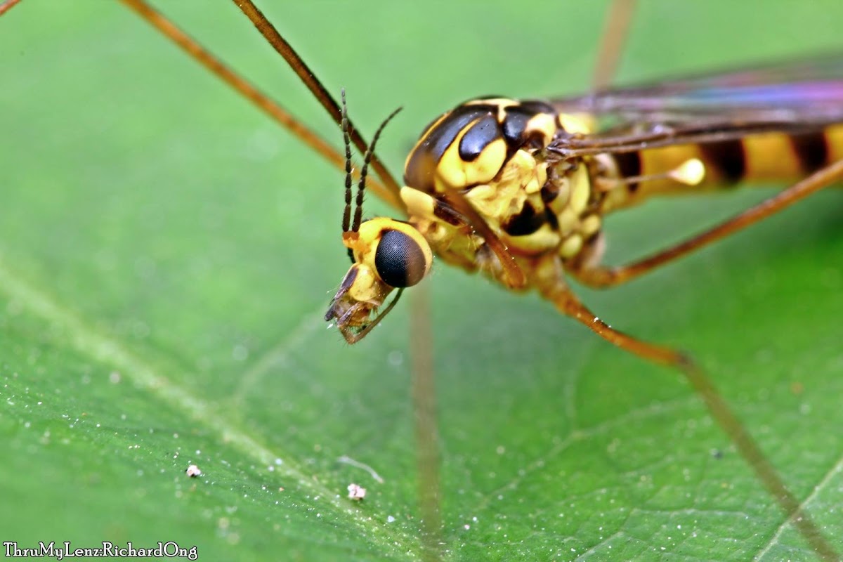 Tiger Crane Fly