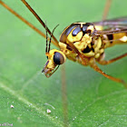 Tiger Crane Fly