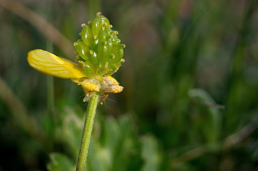 Ranunculus bulbosus