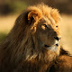 Lion New Tab Page HD Wallpapers Themes