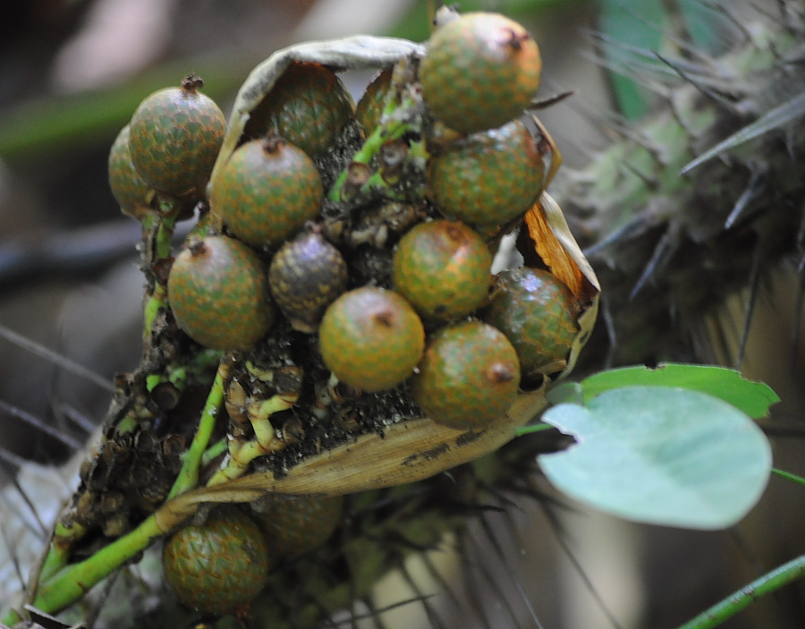 Rattan palm